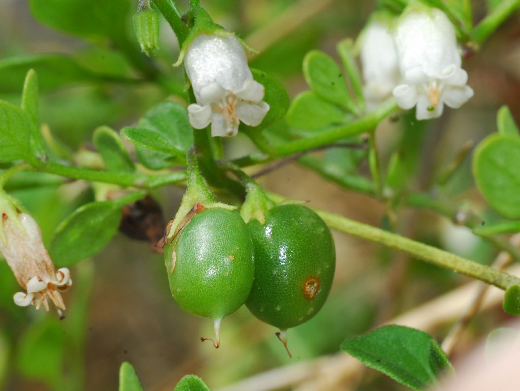 Minuscoli fiori bianchi con frutti verdi: Salpichroa origanifolia (Solanaceae)